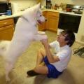 Samoyedlover
